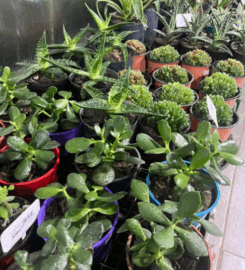 Alondra – Give & Give Me