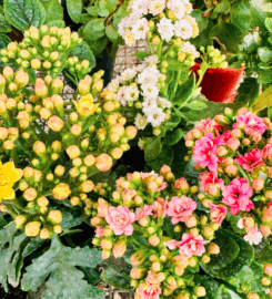 Vivero Tierra del Sur