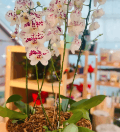 Vivero Tierra del Sur