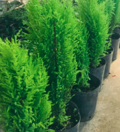 Vivero Tierra del Sur